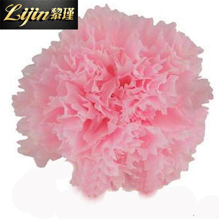 康乃馨永生花花材保鲜花母亲节DIY创意生日礼品配花4-5cm花头
