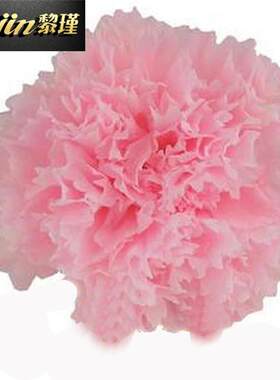 康乃馨永生花花材保鲜花母亲节DIY创意生日礼品配花4-5cm花头