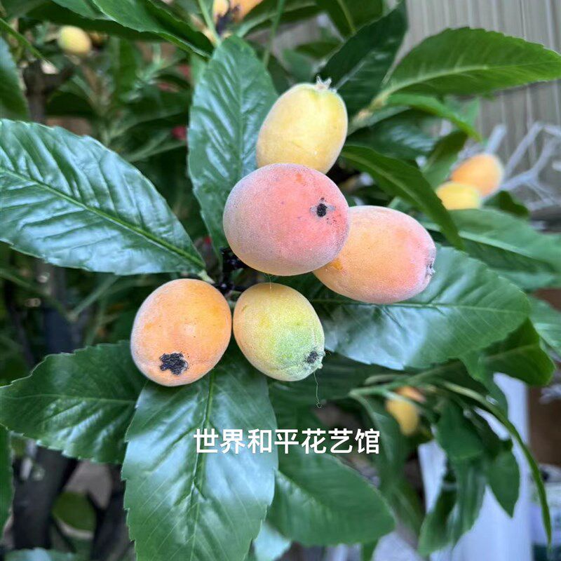 仿真枇杷树室内装饰假树小橘子树桃树石榴树商场酒店落地摆件