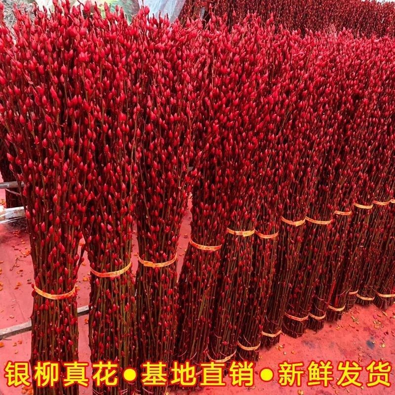 【招财银留】银柳真花鲜枝年宵花卉大红色银柳干花柳枝水养装饰
