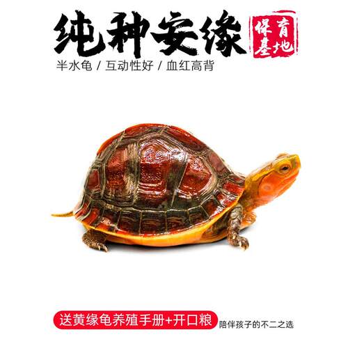 皖南安缘龟黄缘龟幼龟苗闭壳龟台缘黄缘乌龟活物金钱龟箱陆地龟粮