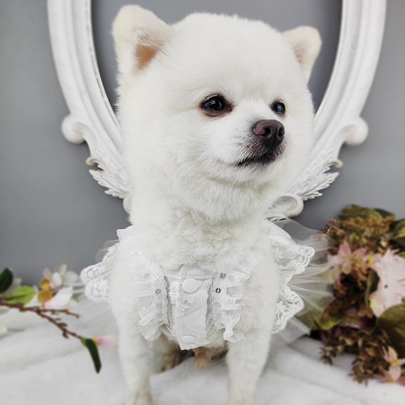 私宠手作宠物狗新款婚纱薄泰迪比熊博美约克夏结婚衣服猫咪公主裙,宠物/宠物食品及用品,猫宠物服装/雨衣（新）,淘宝优惠券,粉丝福利购,淘宝优惠卷