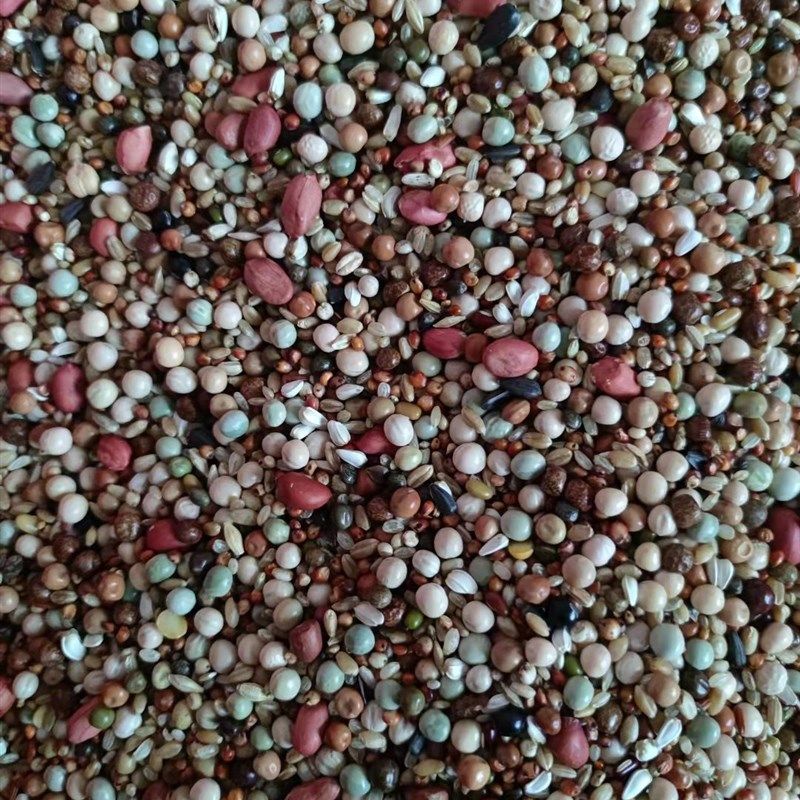 无玉米3A级花生鸽粮鸟食信鸽赛鸽肉食观赏鸽育雏饲料整包40斤包邮,宠物/宠物食品及用品,鸟食,淘宝优惠券,粉丝福利购,淘宝优惠卷