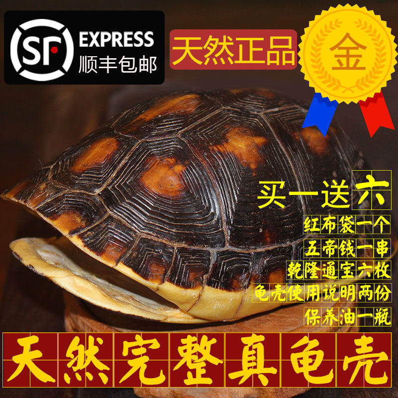 天然完整干净真乌龟壳富甲文玩盘玩手把件龟甲家居摆件送礼品一套