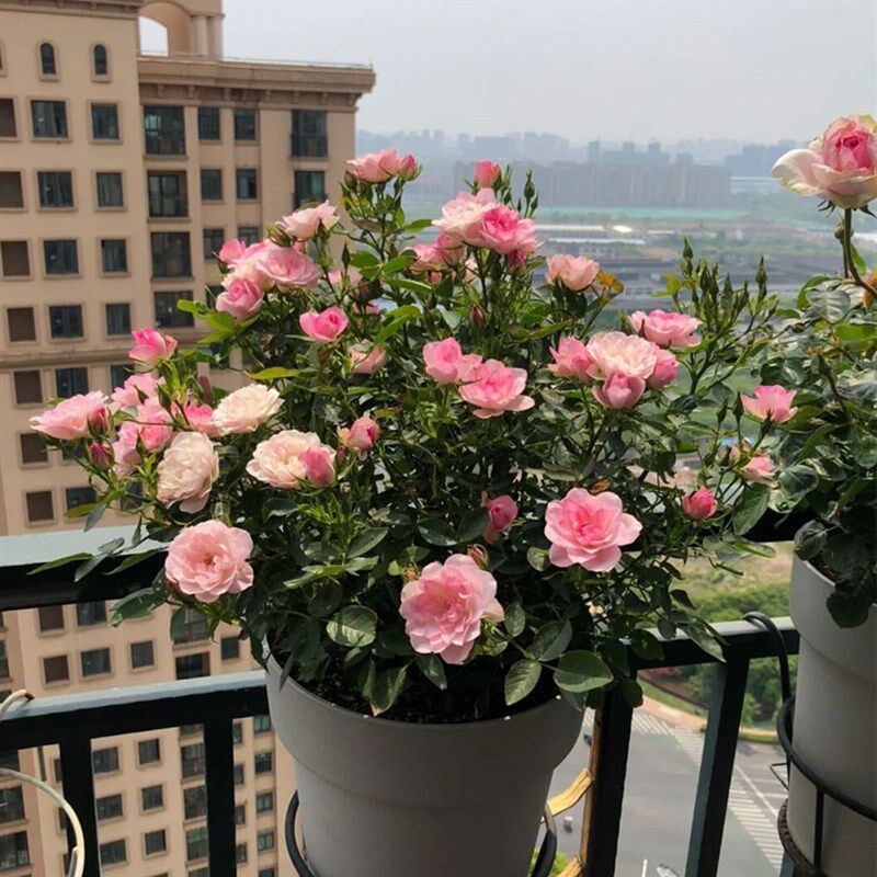 繁星天荷微型月季花苗迷你荷花玫瑰四季勤花爆盆阳台绿植花卉庭院