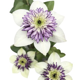 【花芬坊】琉璃铁线莲盆栽爬藤植物小中大苗3类耐热大花藤本花卉