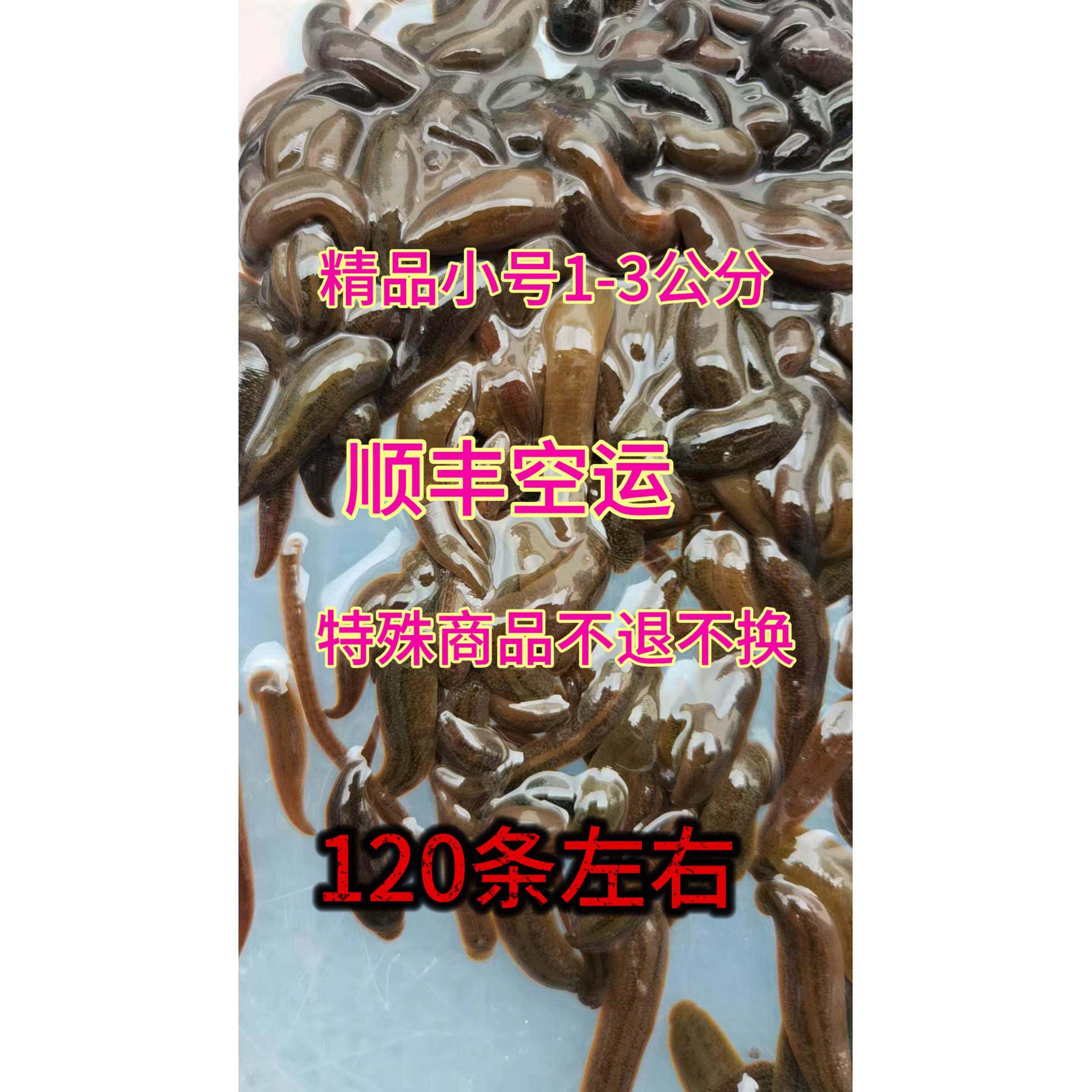 钓鱼蚂蝗活饵钓黄辣丁鲶鱼江团肥头翘嘴石扁头桂鱼鳜鱼无鳞鱼爆护