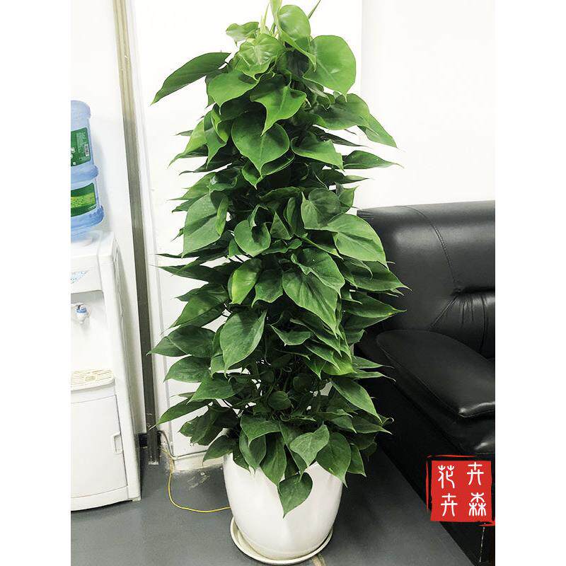 成都卉森花卉心叶藤绿萝盆栽室内吸甲醛植物客厅大型净化空气好养