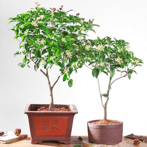 浓香型桂花盆栽室内桂花盆景金桂四季桂庭院桂花树大树桂花树苗
