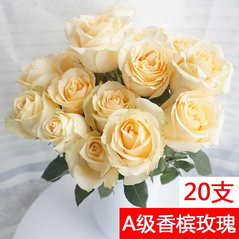 A级香槟玫瑰鲜花直批真花一扎云南20支鲜花全国基地直发水养花束