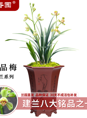 华香园兰花 一品梅 盖梅 建兰八大名品之一 浓香型 不带花苞