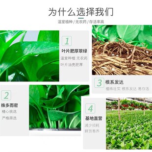 长藤绿萝大叶盆栽绿植花卉净化空气室内客厅办公易养活水培除甲醛