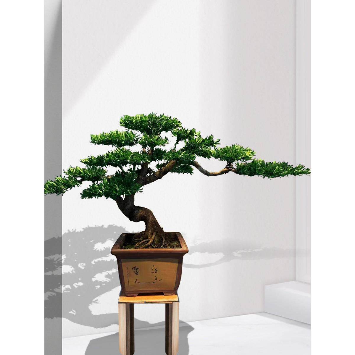 高端罗汉松盆景真树海岛菊花心台湾金钻迎客松造型树老桩大型庭院
