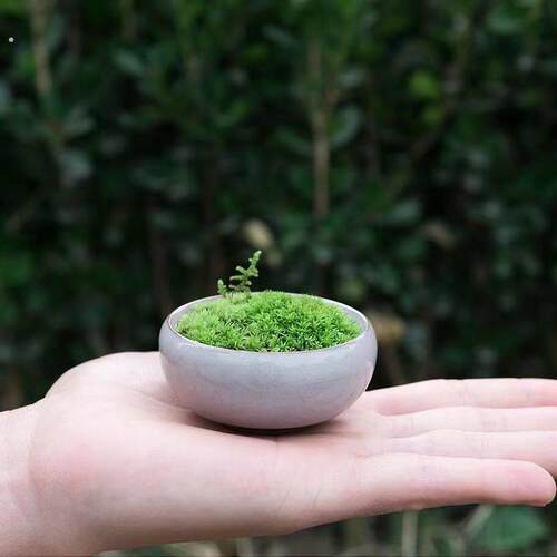 喷水就活青苔室内桌面小盆栽苔藓微景观生态瓶迷你植物微盆景绿植