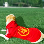 狗狗衣服秋冬加绒卫衣中大型犬柴犬金毛拉布拉多狗红色保暖定制字