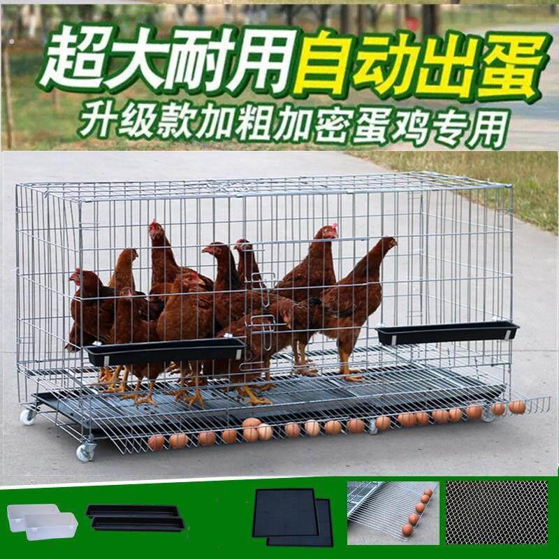 鸡笼子蛋鸡养殖笼大号家庭养鸡清粪自动滚蛋母鸡折叠笼自动清粪