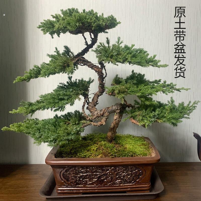 迎客松真树盆景盆栽摆件玄关茶桌办公室书房绿植造型盆景四季长青