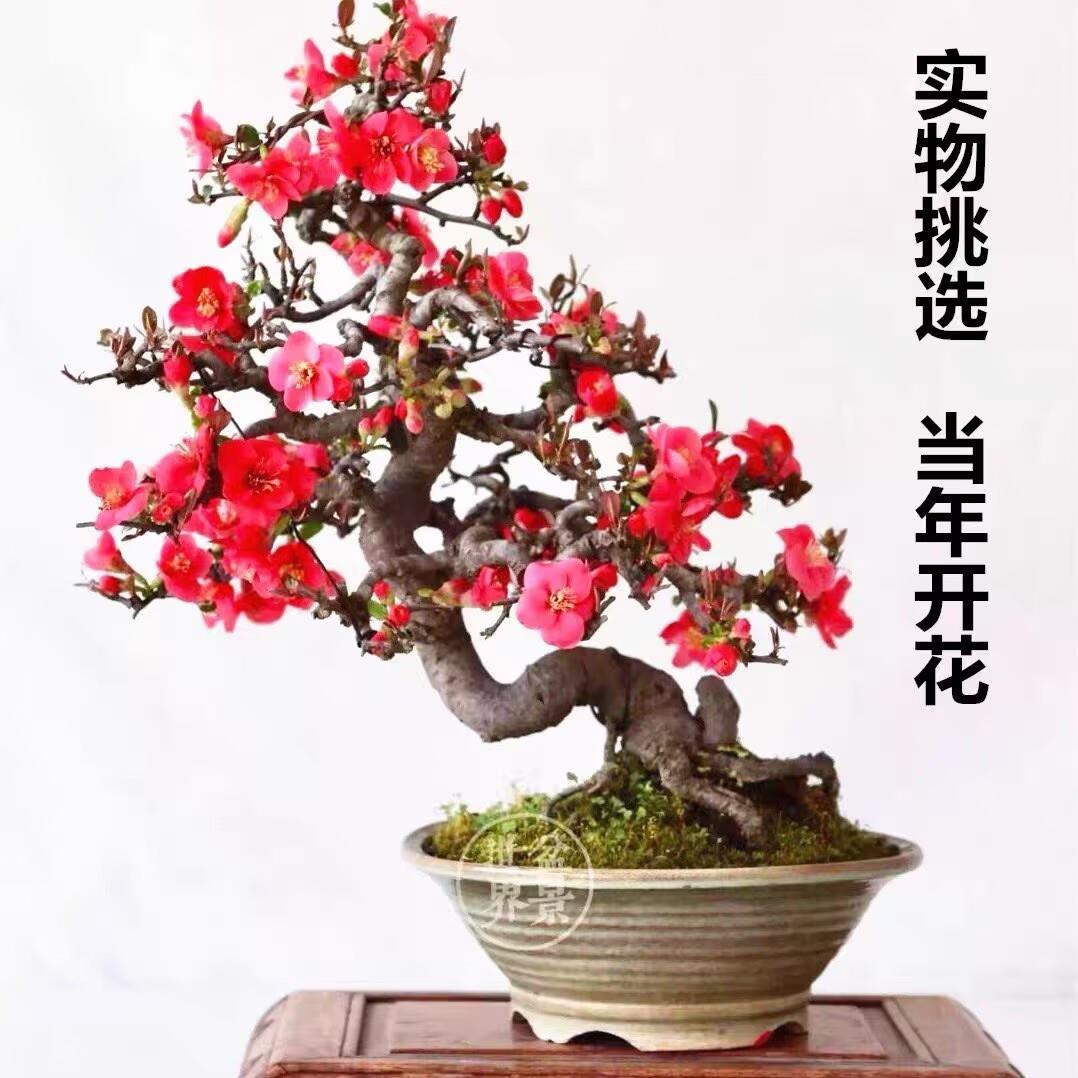 木瓜海棠 栽植物室内好养植物老桩西府海棠盆景花卉盆栽