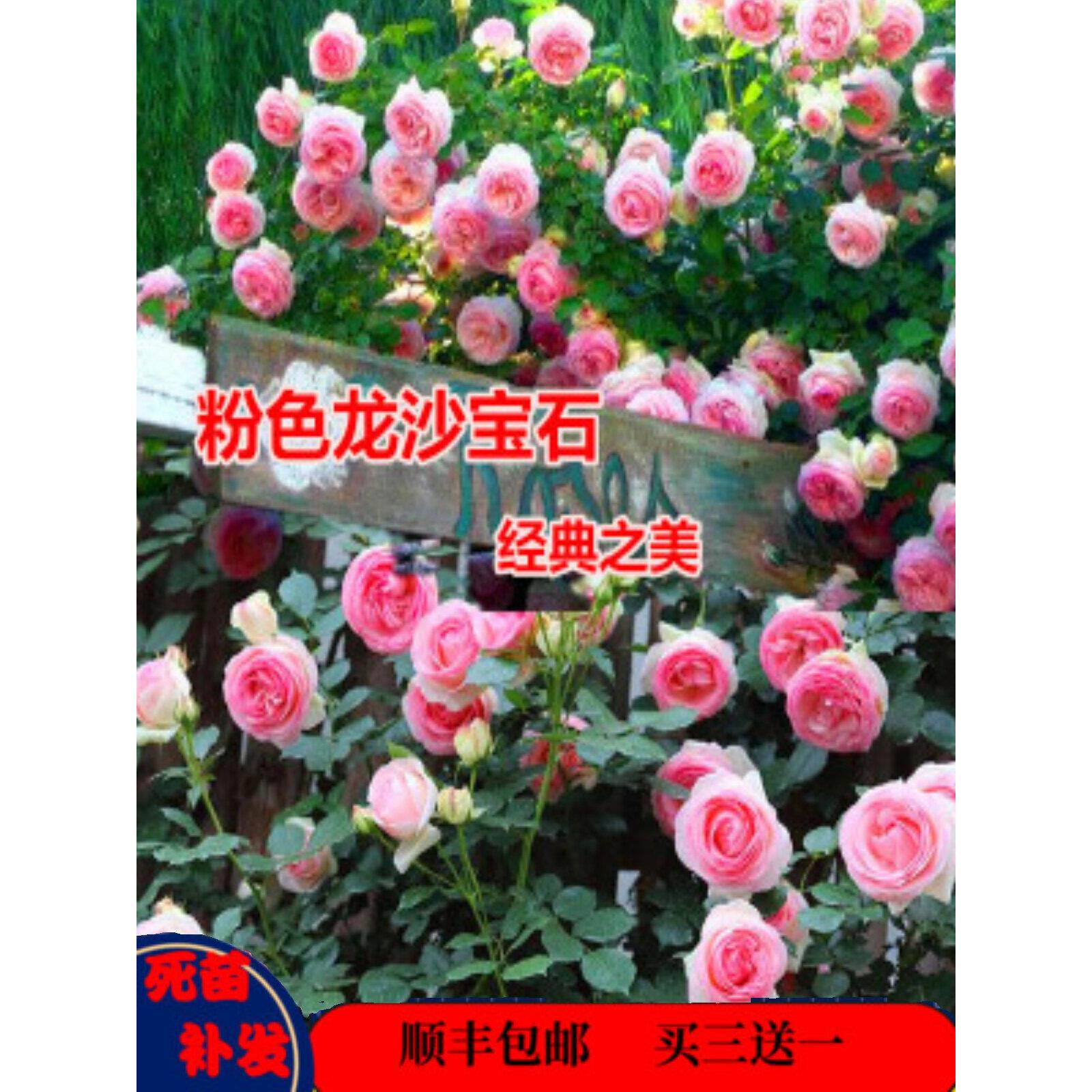 龙沙宝石爬墙藤本月季蔷薇特大花苗浓香多季开花庭院别墅阳台植物