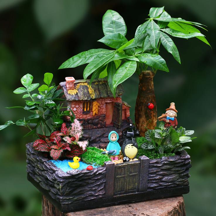 微景观创意盆栽苔藓植物生态瓶diy盆栽迷你植物微缩景观盆景摆件