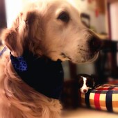 大型犬金毛狗狗口水巾可爱口水兜围巾围脖领巾围嘴宠物三角巾围兜