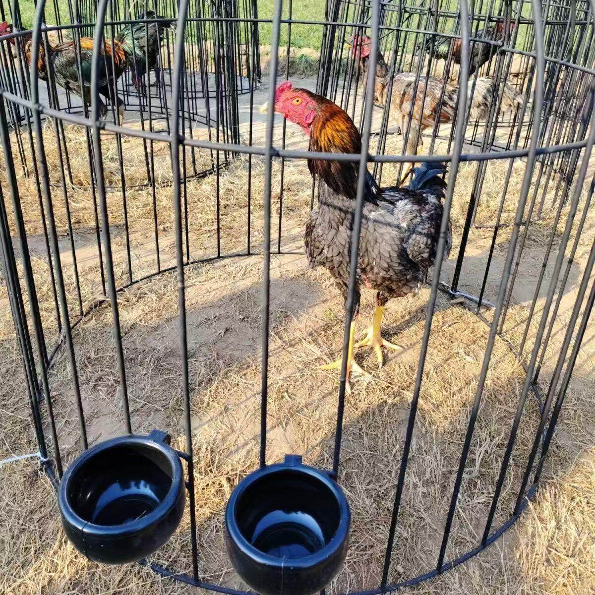 斗鸡笼子折叠防锈全罩笼家用耐用钢筋斗鸡罩笼铁笼子斗鸡单层罩笼