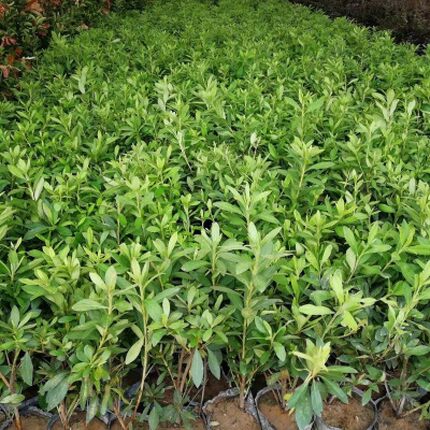 杜鹃苗木 树苗四季常青庭院绿化苗木 花园植物园林绿植花卉毛杜娟