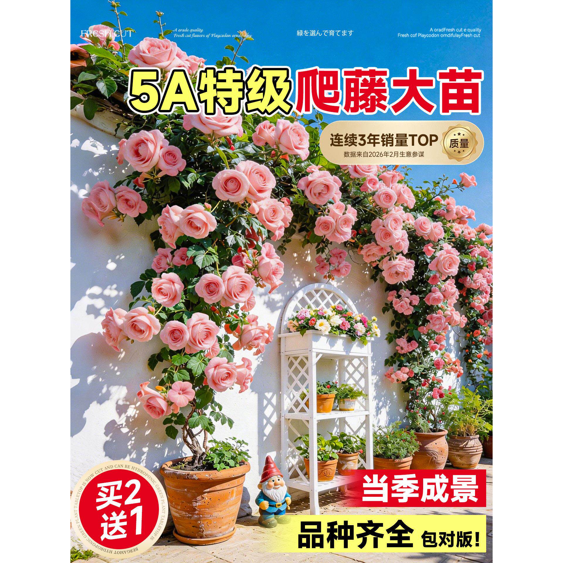 粉龙蔷薇花苗藤本月季花树大苗庭院爬藤植物阳台花卉爬墙玫瑰耐寒