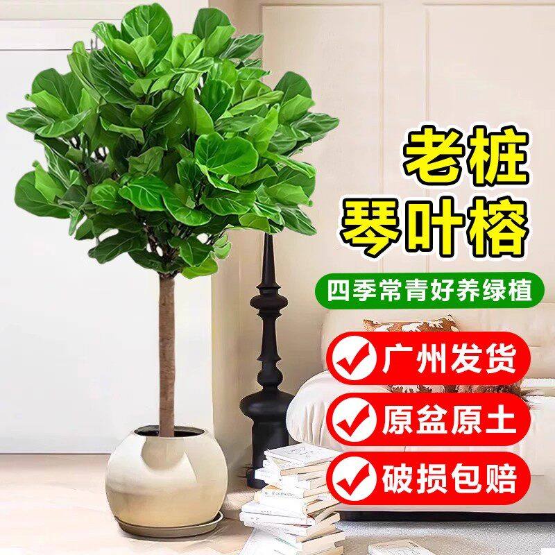 老桩琴叶榕盆栽大型绿植室内客厅四季常青好养活原盆原土破损包赔,鲜花速递/花卉仿真/绿植园艺,绿植,淘宝优惠券,粉丝福利购,淘宝优惠卷