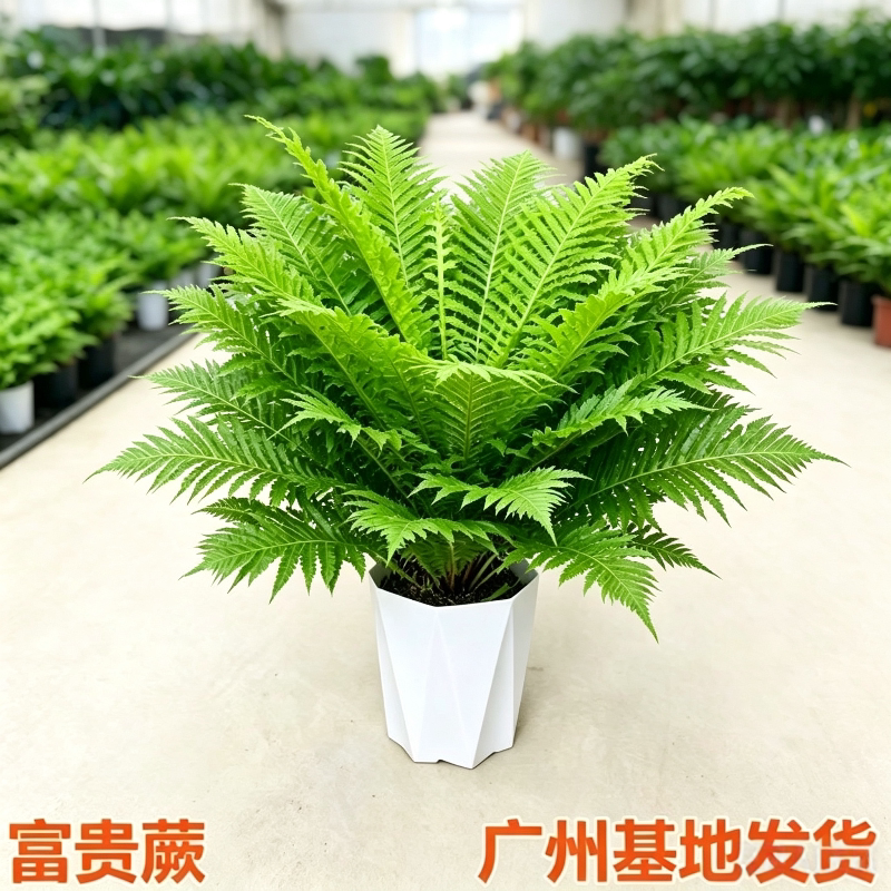 富贵蕨类植物盆栽室内客厅办公室净化空气除甲醛观叶大型绿植盆景