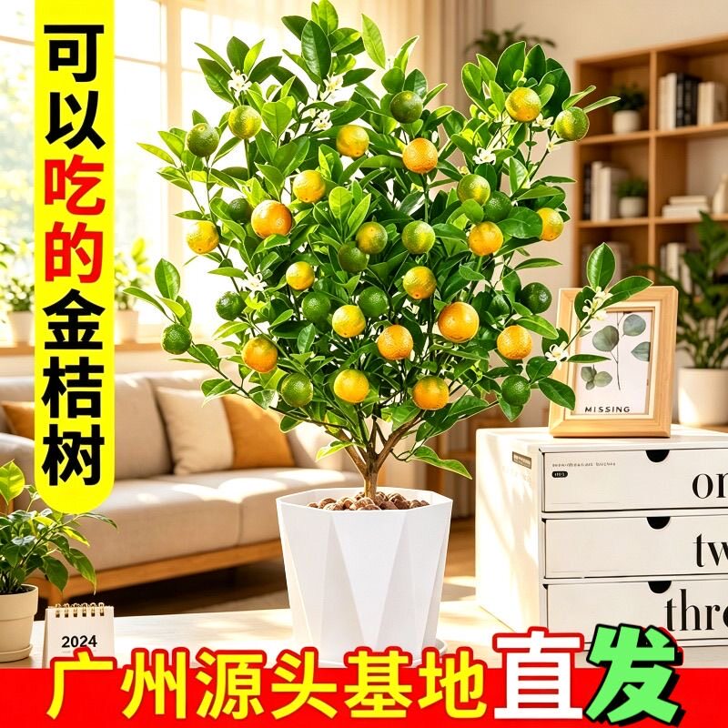 金桔四季桔盆栽带果年宵花室内外橘子可食用阳台室内客厅招财植物