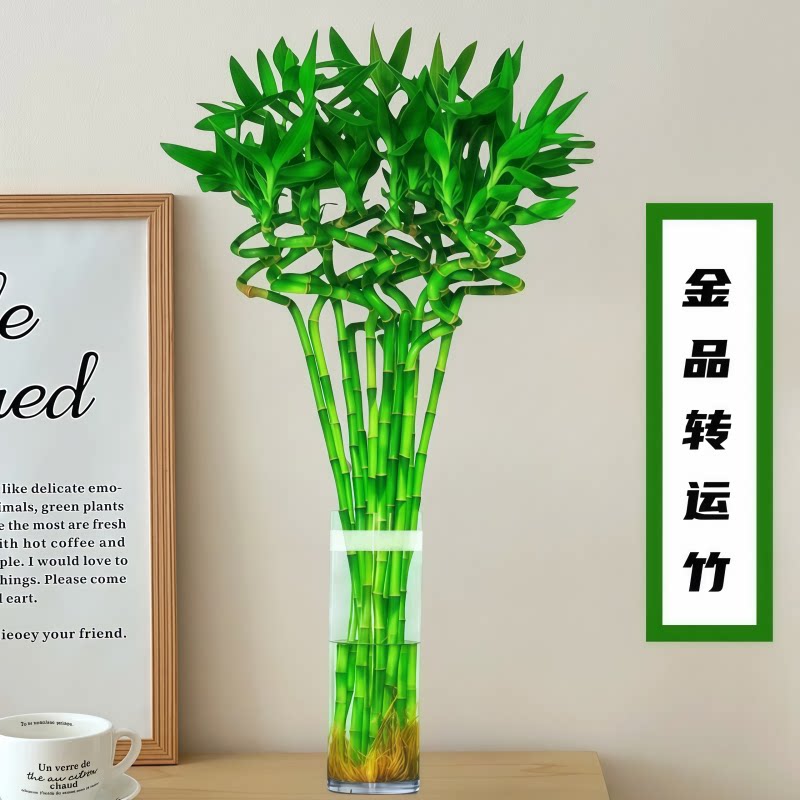转运竹带根富贵竹水培植物开运竹龙竹发财竹子大盆栽客厅招财水养