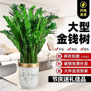 金钱树客厅大盆栽室内大型绿植旺宅树高端大气上档次落地真花植物
