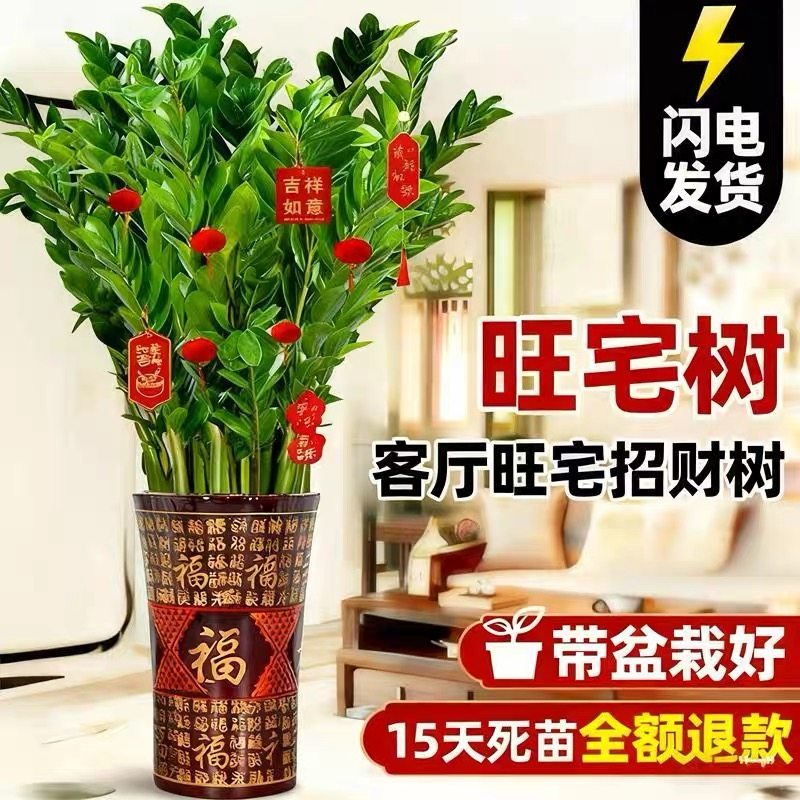 金钱树盆栽室内植物大钱串子发财树客厅大型四季好养招财花卉绿植