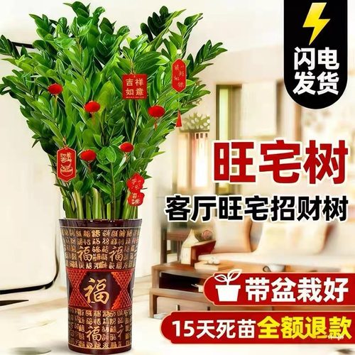 金钱树盆栽室内植物大钱串子发财树客厅大型四季好养招财花卉绿植