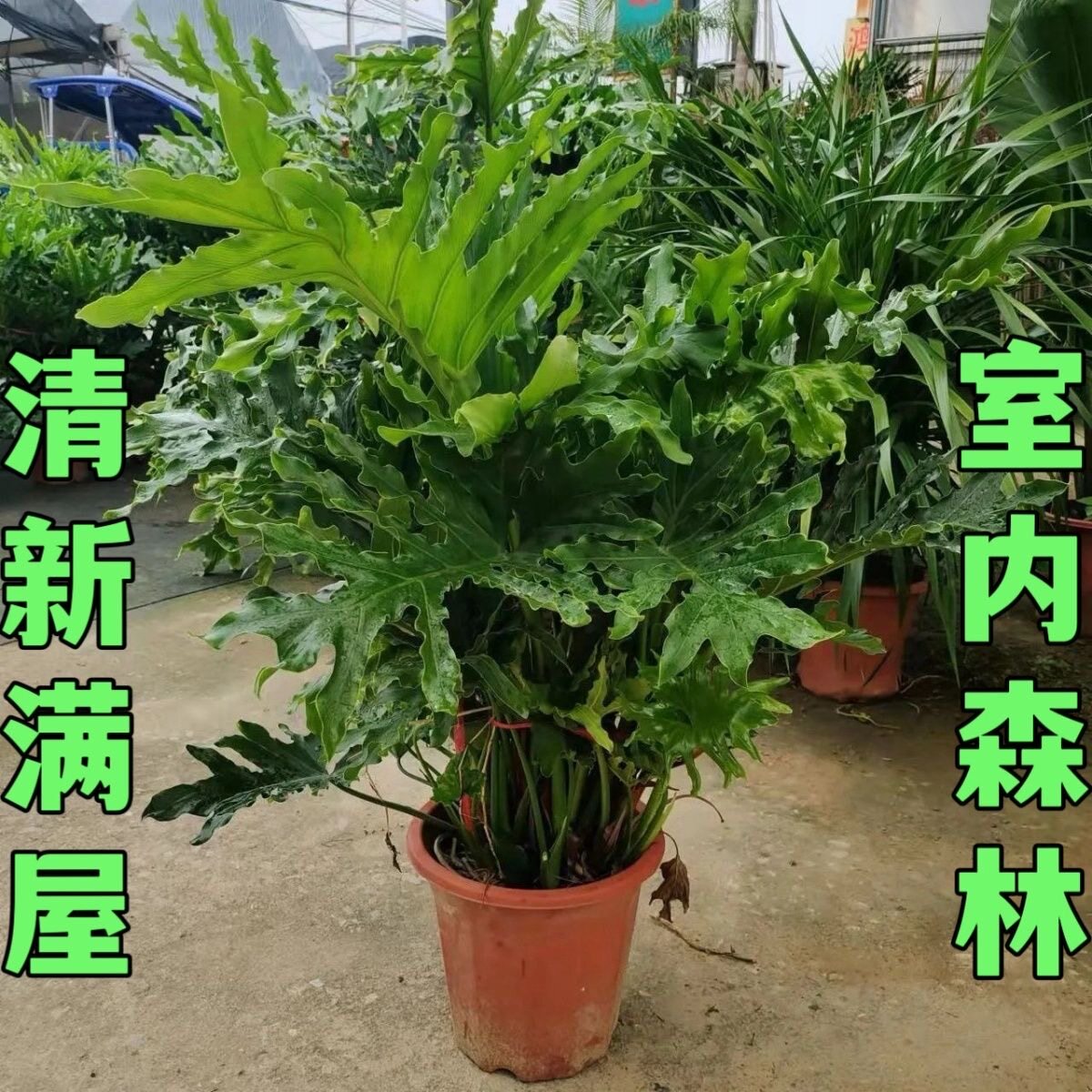 超大型春羽盆栽龙鳞春雨植物春芋室内外观叶客厅好养绿植四季常青