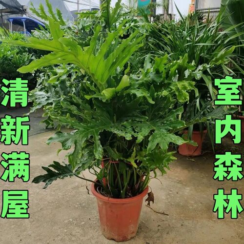 超大型春羽盆栽龙鳞春雨植物春芋室内外观叶客厅好养绿植四季常青