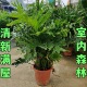 超大型春羽盆栽龙鳞春雨植物春芋室内外观叶客厅好养绿植四季 常青