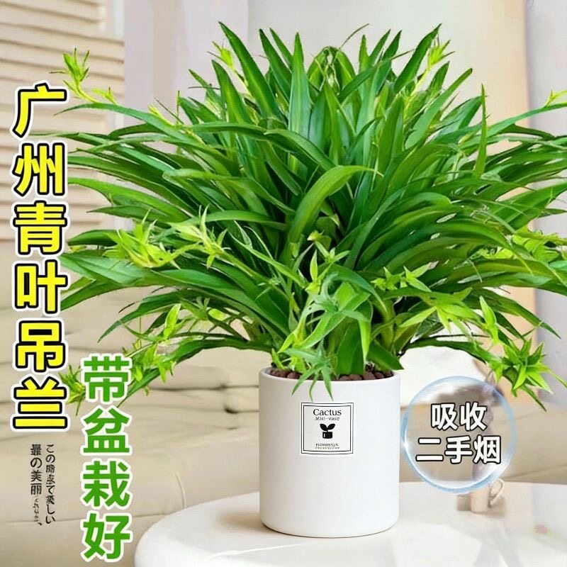 大盆吊兰花盆栽室内庭院青叶带吊藤绿植净化空气客厅办公室植物好