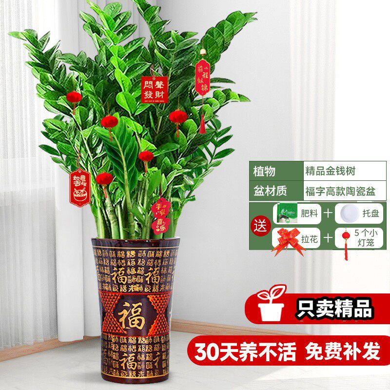 金钱树超大盆栽发财树大棵特大号金钱树乔迁之喜旺宅玄关招财绿植