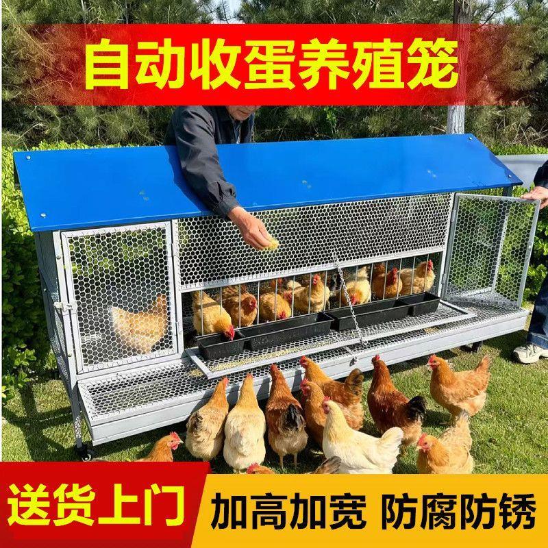 鸡笼子家用室外防雨自动收蛋防啄防黄鼠狼防鼠加厚不锈下蛋养殖笼