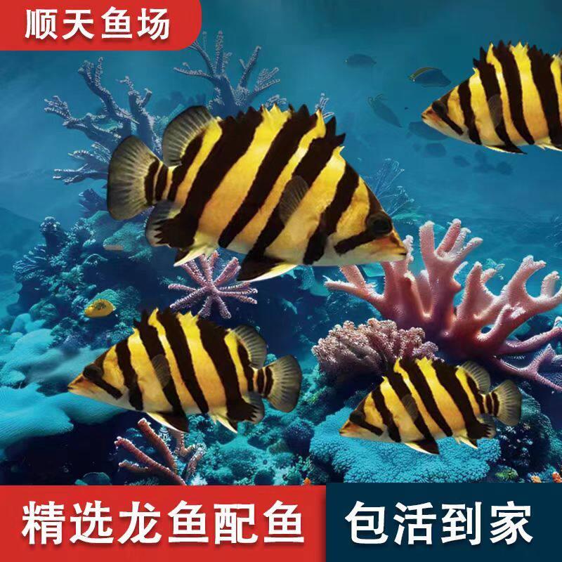 虎鱼苗四纹印尼淡水热带鱼观赏鱼三纹虎四纹苏虎鱼活体鱼龙鱼配鱼