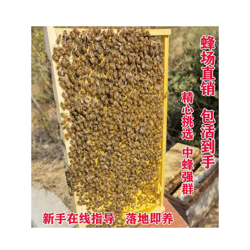 蜜蜂蜂群土蜂中华蜜蜂群带箱带子脾阿坝活体中蜂蜂群带王出售包邮