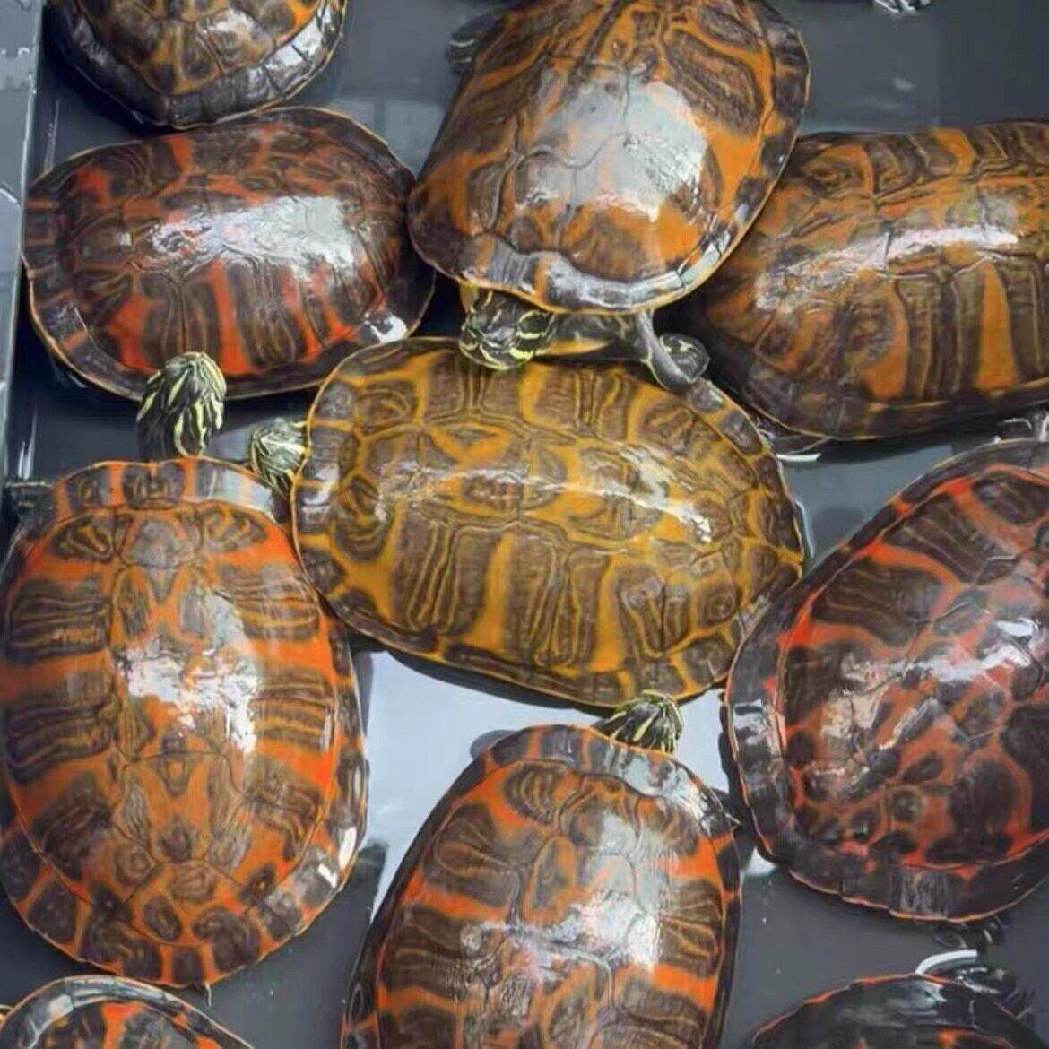 火焰种龟活物小乌龟红腹宽纹火焰龟苗深水观赏龟宠物龟招财龟