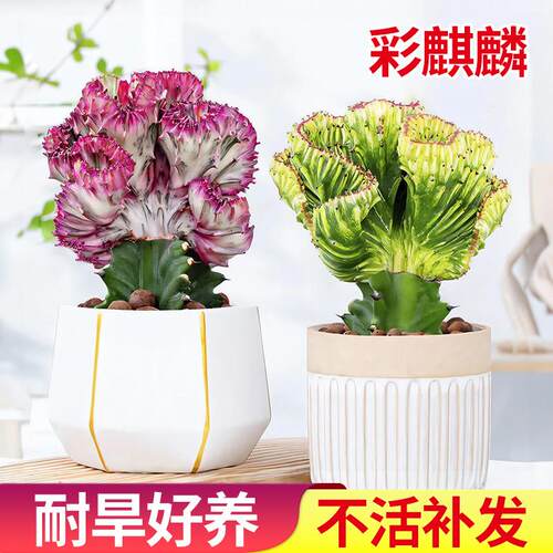 玉麒麟红色麒麟盆栽旺财镇宅彩麒麟客厅办公室招财小摆件净化空气