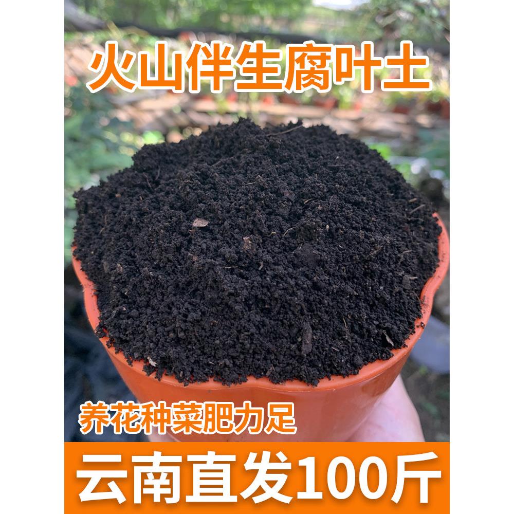 腐叶土腐熟营养土100斤云南森林酸性肥沃泥炭土山乌龟绣球专用土
