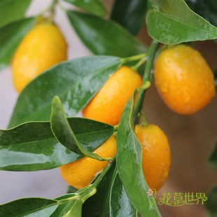 【可食用】金桔树盆栽金橘树喜庆年宵花卉内阳台庭院观果植物果树