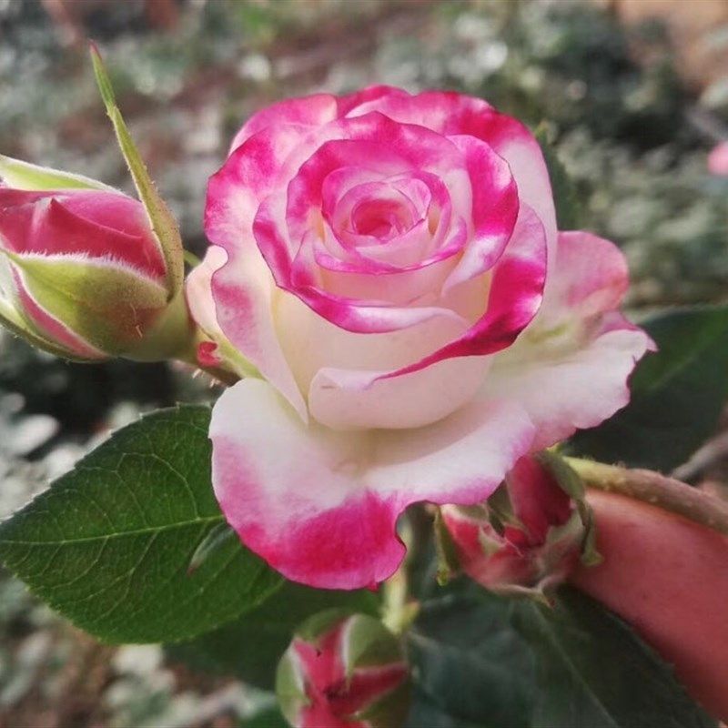 折射泡泡月季花苗四季可盆栽玫瑰开花特大花藤本花树蔷薇爬藤小苗,鲜花速递/花卉仿真/绿植园艺,月季/蔷薇/玫瑰,淘宝优惠券,粉丝福利购,淘宝优惠卷