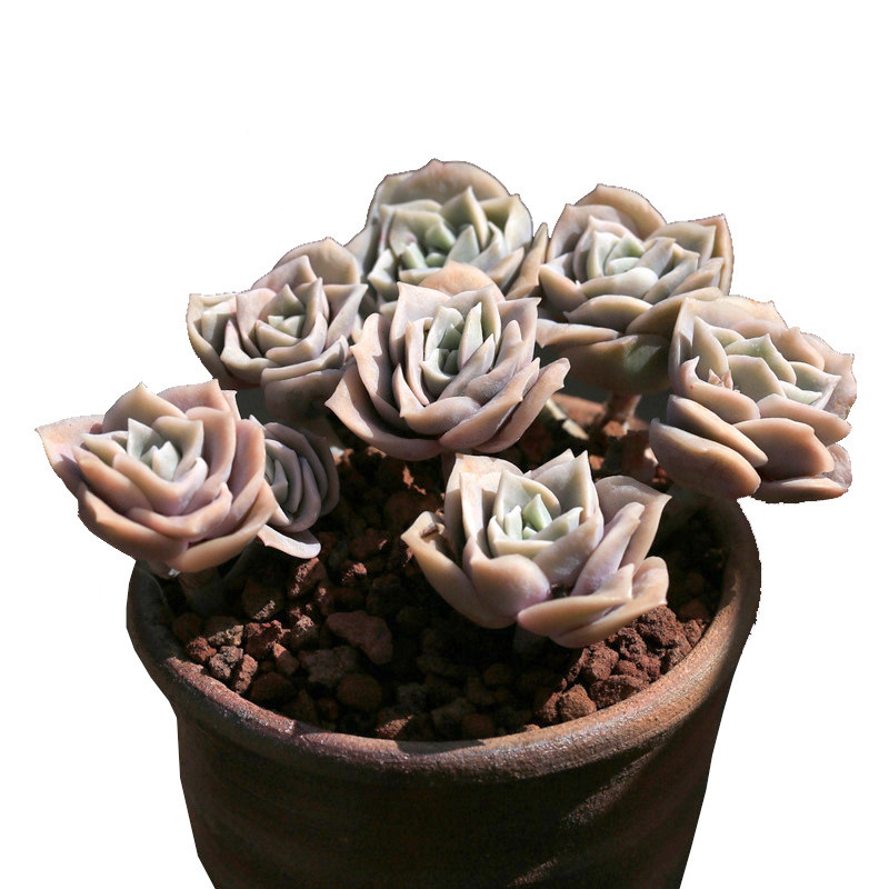 可爱玫瑰多肉植物散群多头梦想花园维尼美家室内肉肉绿植盆栽花卉,鲜花速递/花卉仿真/绿植园艺,多肉植物,淘宝优惠券,粉丝福利购,淘宝优惠卷