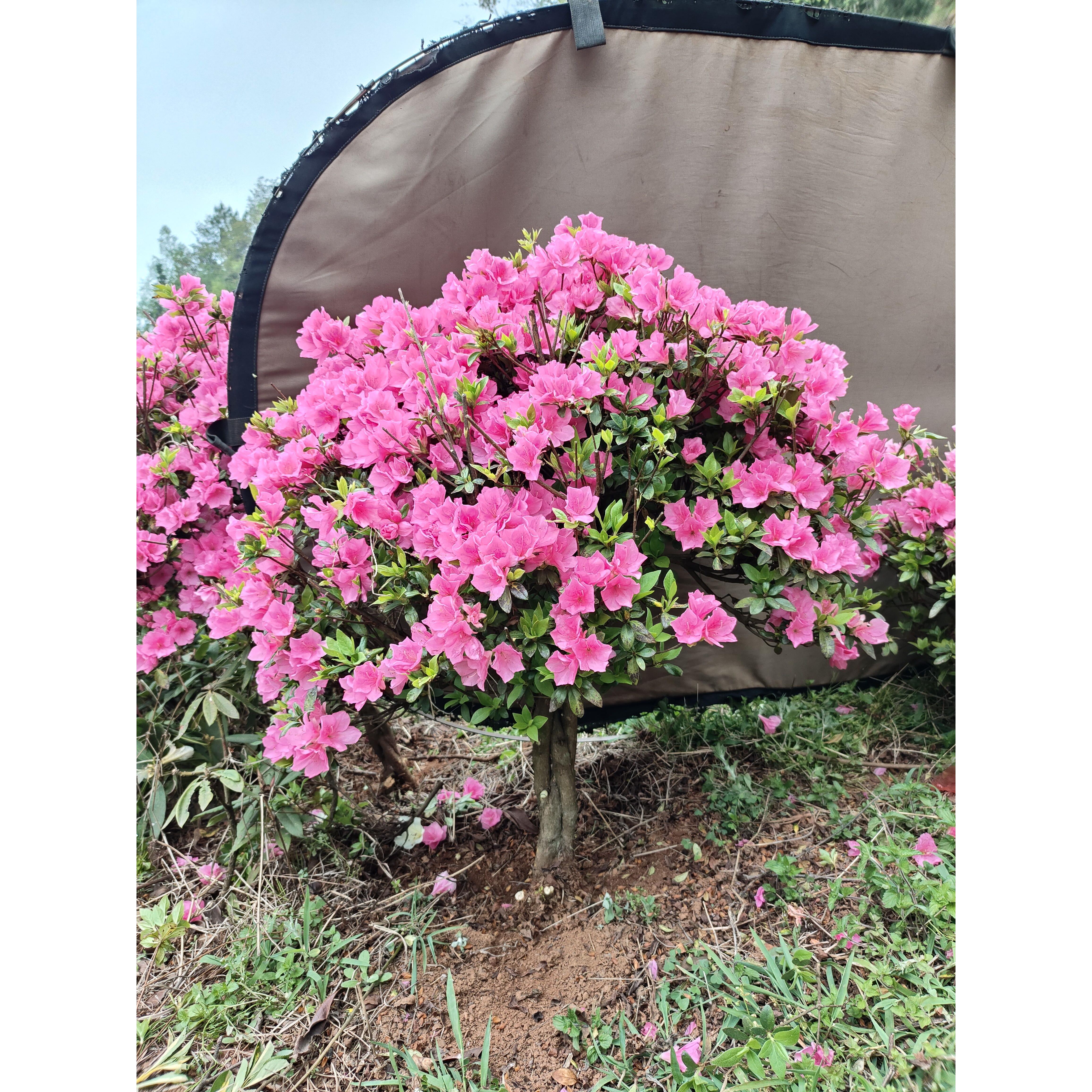 腊皮春鹃杜鹃花原生粉腊皮小桃红一物一拍花卉盆栽庭院阳台植物